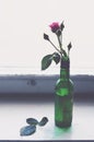 Pink rose in a green bottle on old wooden window sill Royalty Free Stock Photo