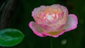 Pink rose with green leaf Royalty Free Stock Photo