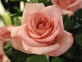 Macro beauty pink rose flower blooming multi layer petal with green leave in outdoor botanic garden. symbol of love flower for gi