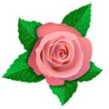 Pink rose and green leaves around.