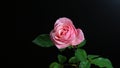 Pink rose with green leaves on a black background. Royalty Free Stock Photo