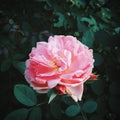 Pink rose in green leaves