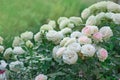 Pink rose with green leaves in greenhouse. Eden roze flower