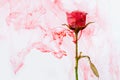 Water color style abstract red rose white background acrylic inside water passion blood pink leaves green around Royalty Free Stock Photo