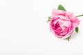 Pink rose with green leaves and stem isolated on white background. Single flower. Copy space Royalty Free Stock Photo