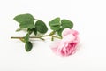 Pink rose with green leaves and stem isolated on white background. Single flower. Copy space Royalty Free Stock Photo