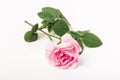 Pink rose with green leaves and stem on white background. Single flower. Copy space Royalty Free Stock Photo