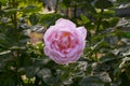 Pink rose green leaves summer garden