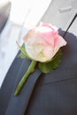 Pink Rose in a Groom Suit Royalty Free Stock Photo