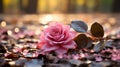 pink rose on the ground with leaves and water droplets Royalty Free Stock Photo