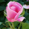 Pink Rose Royalty Free Stock Photo