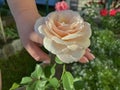 a rose growing in the garden in a woman's hand Royalty Free Stock Photo