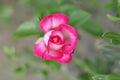 Pink rose growing in the ground on a home flowerbed