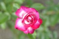 Pink rose growing in the ground on a home flowerbed