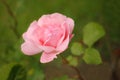 A pink rose grows on a flower bed surrounded by a green flowerbed