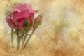 Pink rose grunge texture