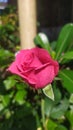 a pink rose half blooming in the sunshine