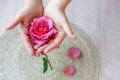 The pink rose in hand and rose petals Royalty Free Stock Photo