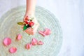 The pink rose in hand and rose petals Royalty Free Stock Photo