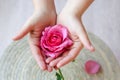 The pink rose in hand and rose petals Royalty Free Stock Photo