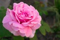 A pink rose has blossomed in the garden in the garden.