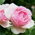 Pink rose have a meaning of tenderness and admiration