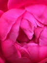 Pink rose Royalty Free Stock Photo