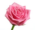 pink rose head isolated on white background