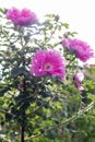 Pink Rose Heidetraum backlit by sun, vertical