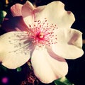 Pink rose hip flower in Gorky Park - retro filter.