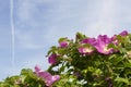 Pink flowers of rose Royalty Free Stock Photo