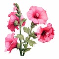 Pink Hollyhock Clipart: Hyper-realistic Floral Illustration On White Background