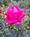 Pink Rose Hybrid