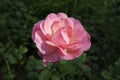 Pink rose isolated against its green serated leaves, garden shrubs producing one of the most popular ornamental flowers Royalty Free Stock Photo