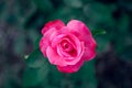 Pink rose isolated from bluish background Royalty Free Stock Photo