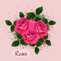 Pink rose. Isolated bouquet garden flower on abstract background. Realistic vector illustration art. Decoration for Royalty Free Stock Photo