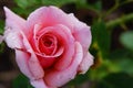 Pink rose isolated Royalty Free Stock Photo