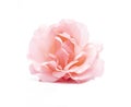 Pink rose isolated Royalty Free Stock Photo