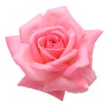 Pink rose Royalty Free Stock Photo