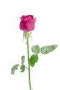 Pink rose isolated on white background Royalty Free Stock Photo