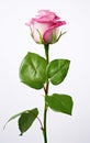 Pink rose isolated on a white background, Beautiful white rose isolated