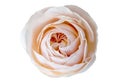 beautiful delicate pink rose on white background Royalty Free Stock Photo