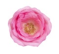 Pink rose isolated on white background, clipping path and - soft focus Royalty Free Stock Photo