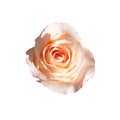 Pink rose isolated on white background. Delicate flower Bud. closeup Royalty Free Stock Photo