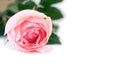 Pink rose isolated white background. Royalty Free Stock Photo