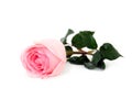 Pink rose isolated white background. Royalty Free Stock Photo