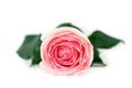 Pink rose isolated white background. Royalty Free Stock Photo