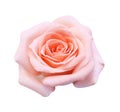 Pink rose isolated on white background, soft focus Royalty Free Stock Photo