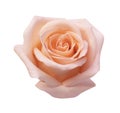 Pink rose isolated on white background, soft focus and clipping path Royalty Free Stock Photo