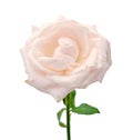 Pink rose isolated on white background, soft focus Royalty Free Stock Photo